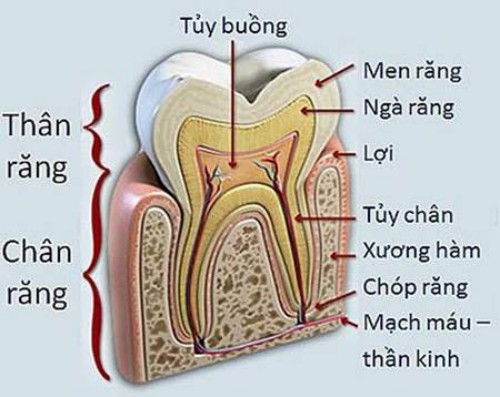 Nguyên nhân gây viêm tủy răng 1